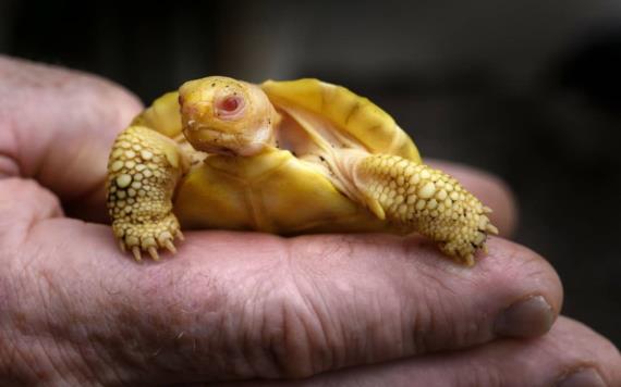 Nace la primera tortuga gigante de Galápagos albina