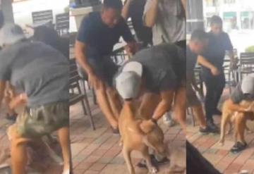 Ataque de pitbull a chihuahua, en restaurante ‘Pet Friendly’ desata debate en redes sociales