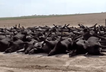 Por altas temperaturas cientos de bovinos mueren en Kansas