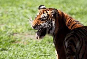 Tigre ataca a su cuidador en Michoacán y le destroza los brazos