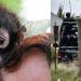 Mono araña disfrazado de sicario murió durante enfrentamiento en Texcaltitlán