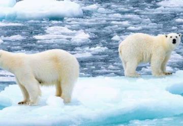 Científicos encuentran a osos polares viviendo en una región sin hielo marino