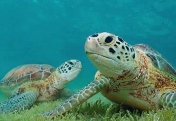 Lo que no sabías de las tortugas marinas