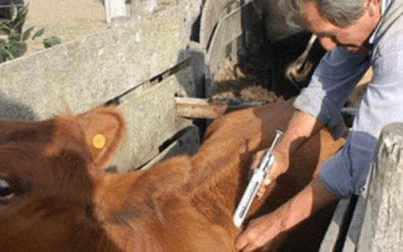 Son detectados 20 casos de rabia bovina en San Luis Potosí