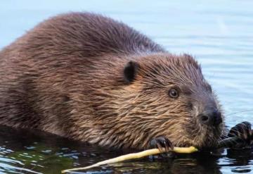 Castor deja sin señal, internet y línea telefónica a decenas de ciudades de Canadá