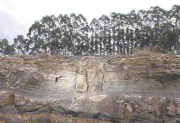 Descubren en Brasil un bosque de 290 millones de años