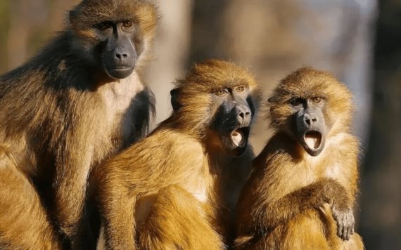 Manada de monos irrumpe en su hogar y se lleva a su bebé en Tanzania