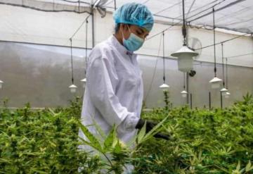 Obtienen permiso para cultivar legalmente cannabis en el estado