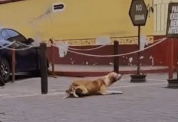 Perrito finge no poder caminar para recibir comida en Guatemala