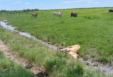 Muere ganado vacuno por epidemia de murciélagos en Jalpa de Méndez