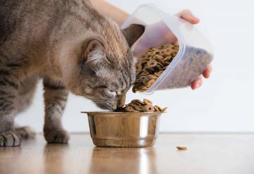 Profeco advierte sobre 14 productos de comida para gato, no contienen lo que prometen