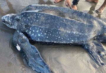 Rescatan a tortuga gigante de 300 kilos en Chiapas