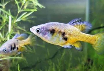 Michoacanos son reconocidos por rescatar la especie de pez dorado salvaje “Skiffia”