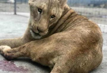 Alrededor de 190 felinos fueron hallados en condiciones desfavorables en el santuario Black Jaguar-White Tiger