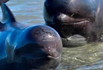 Mueren más de 50 delfines piloto tras quedar varados en las Islas Vírgenes Británicas