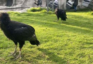 Parque Ecológico recibe tres ejemplares de cóndor de California