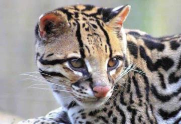 Matan a un ocelote en corredor del jaguar en Palizada-Jonuta