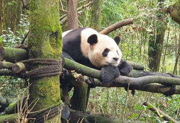 CDMX quiere que China le done un nuevo panda