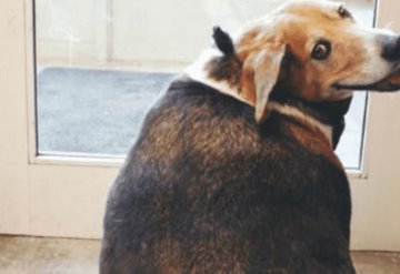 Cuida la dieta de tu ´lomito´; mira cómo acorta la obesidad la vida de los perros