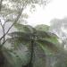 Onda tropical No. 11 generará probabilidades de lluvias moderadas
