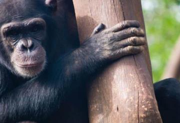 Día Mundial del Chimpancé: ¿por qué se celebra hoy y cuáles son los peligros que enfrentan?