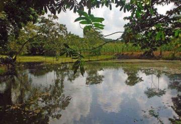 Comerciantes y autoridades de Nacajuca, rescatarán camellones chontales