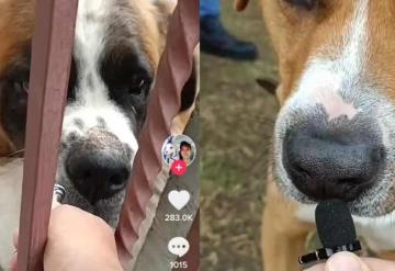 TikToker entrevista a perritos en la calle y videos se hacen virales