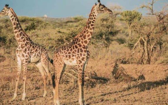 Nacen jirafas gemelas en parque de Kenia