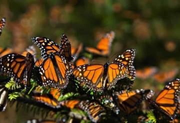 México defiende compromiso de conservación de la mariposa monarca y cuidado de su hábitat