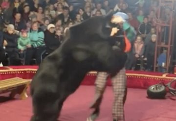 Oso ataca a su domador durante función de circo y causa pánico 