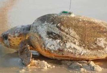 Tortuga marina sobrevive con maniobras de reanimación 