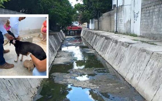 Rescatan a perrita y su cachorro de canal en Tampico; llevaban días ahí