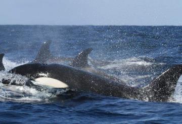 Orcas hunden velero en Portugal; Marina rescató a 5 personas