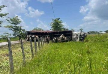 Se accidenta una pesada unidad cargada con semovientes en Balancán