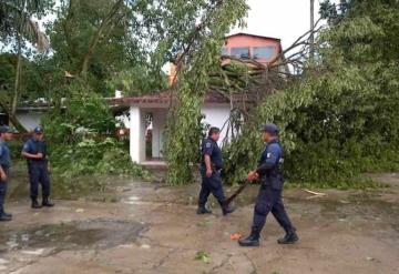 Fuertes vientos derriban arboles en Tacotalpa y Jalapa