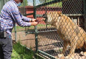 Pide ZooMorelia apoyo y donación ciudadana para rehabilitación de felinos rescatados