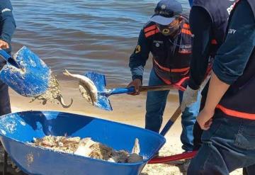 Marea roja en costa de Yucatán mata a miles de peces