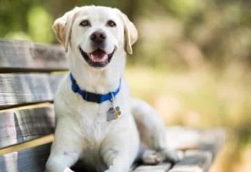 Lomito salva a niño tras ser atacado salvajemente por un perro callejero