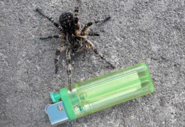 Un joven trata de quemar una araña con su encendedor y acabó quemando 25 hectáreas de bosque