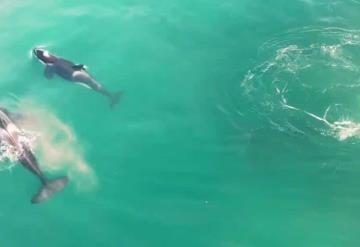 Video: Orcas tiñen el mar de rojo: comieron hígado a un tiburón blanco para devorarlo