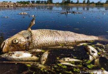 Video: Hallan miles de peces muertos en río entre Alemania y Polonia