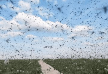 Groenlandia se llena de mosquitos por incremento acelerado de la temperatura y el deshielo