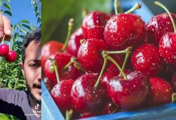 Vives muy bien; Joven mexicano presume sueldo en Canadá recolectando cerezas y sin saber inglés