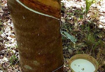 Tabasco, tierra fértil para hule