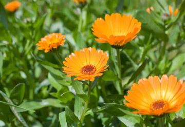 ¡La flor maravilla! Estos son los beneficios de la caléndula