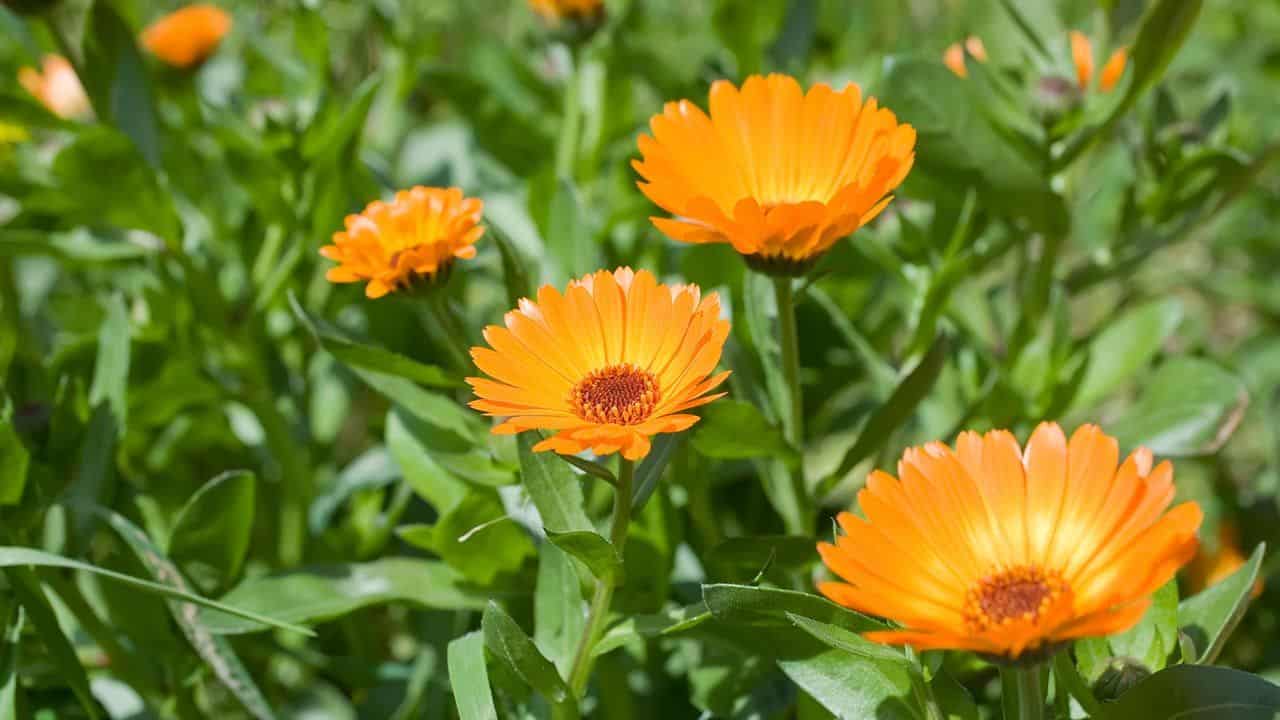 ¡La flor maravilla! Estos son los beneficios de la caléndula