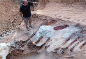 Hallan en Portugal restos de un enorme dinosaurio saurópodo