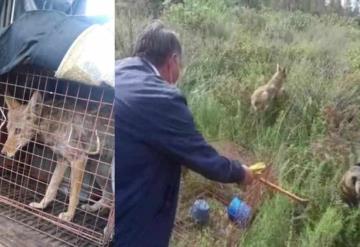 Rescatan y liberan a cachorro de coyote que deambulaba en escuela del Estado de México