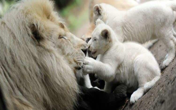 León blanco mutila a hombre que quería robar sus cachorros