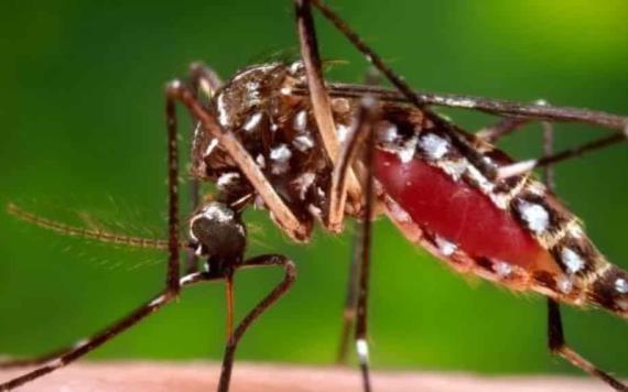 Con 460 casos, en Tabasco preocupa más el dengue que la viruela de mono